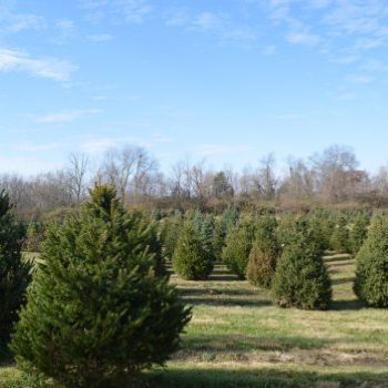 Field of Christmas Trees